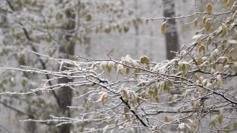 Winter woods covered with snow. Stock Footage 98933504