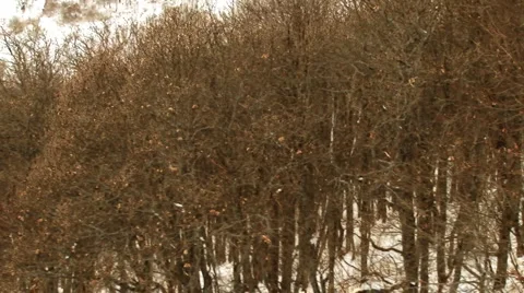 Winter Woods 库存影片 1033352