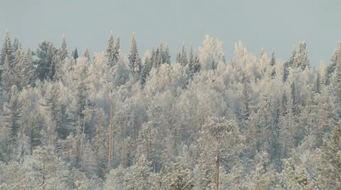 Winter in the woods Stock Footage 29170591