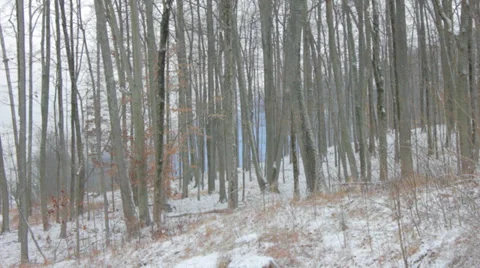 Winter Woods Video stock 34367916