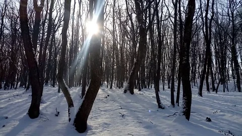 Winter in the woods Stock Footage 85902970