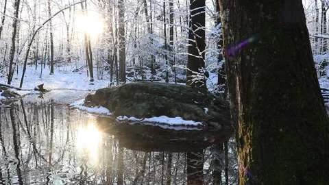 Winter in the woods 스톡 동영상 153931004