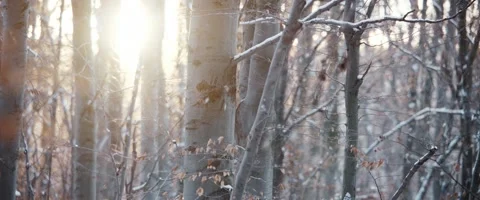 Winter in woods Stock Footage 155551446