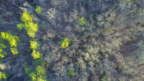 Winter Woods 库存影片 249674465