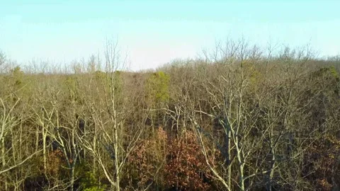 Winter Woods Stock Footage 249674621