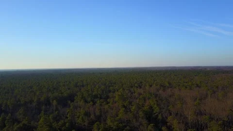 Winter Woods 库存影片 249674687