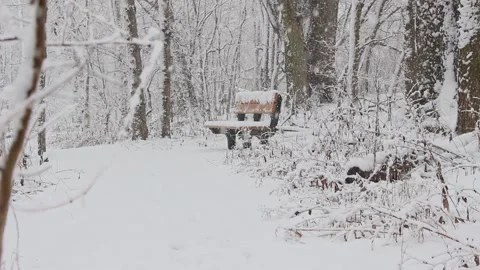 Winter Woods Park Bench Video stock 232875918