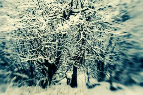 Winter woods Stock Photos