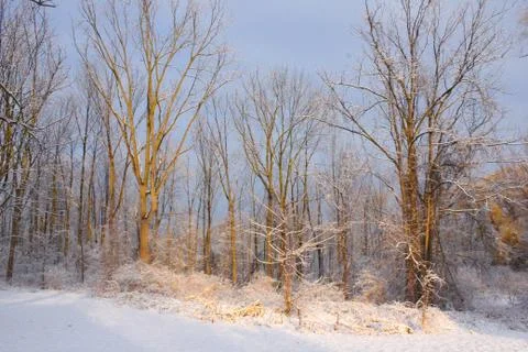 Winter woods Foto stock