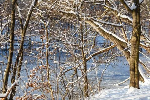 Winter Woods Stock Photos