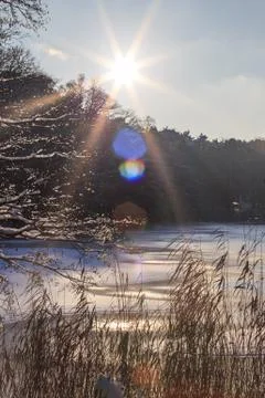 Winter Woods Stock Photos