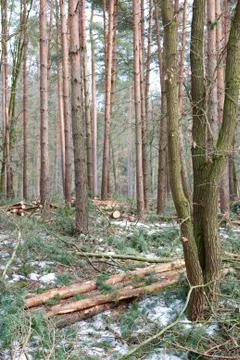 Winter Woods Stock Photos