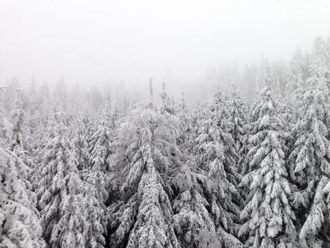 Winter Woods Stock Photos