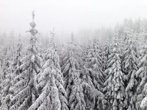 Winter Woods Stock Photos