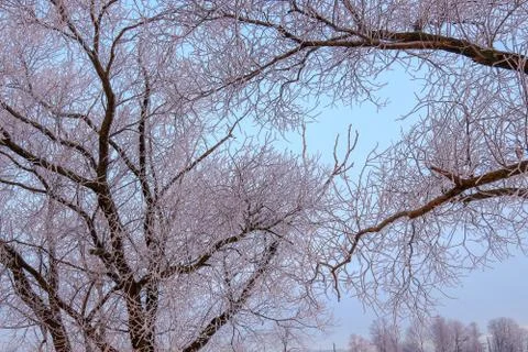Winter in woods Stock Photos