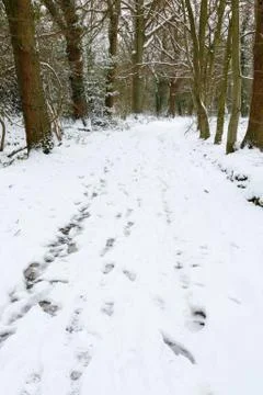 Winter woods Stock Photos