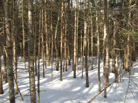 Winter woods 스톡 사진