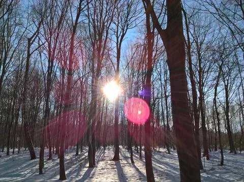 Winter in the Woods Stock Photos