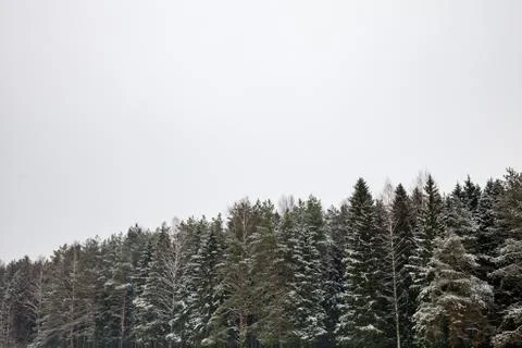 Winter woods 스톡 사진
