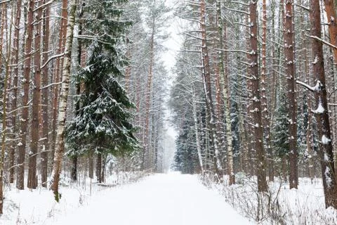 Winter woods Stock Photos