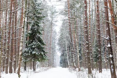 Winter woods Stock Photos