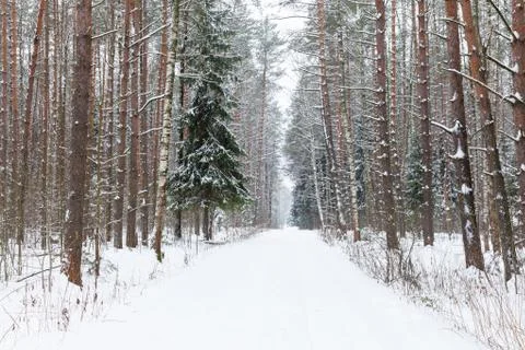 Winter woods Stock Photos