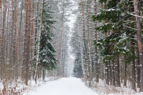 Winter woods 스톡 사진