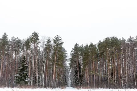 Winter woods Stock Photos