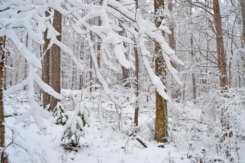 Winter Woods Stock-Fotos