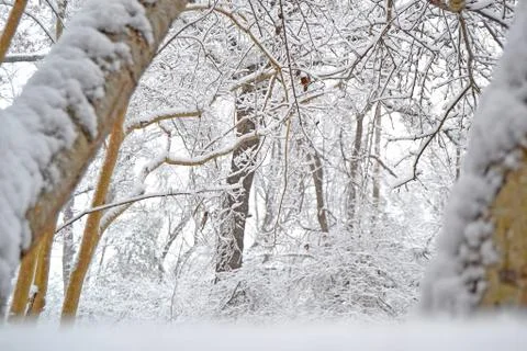 Winter in the woods Foto stock