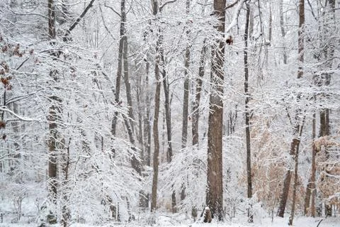 Winter in the woods Foto stock