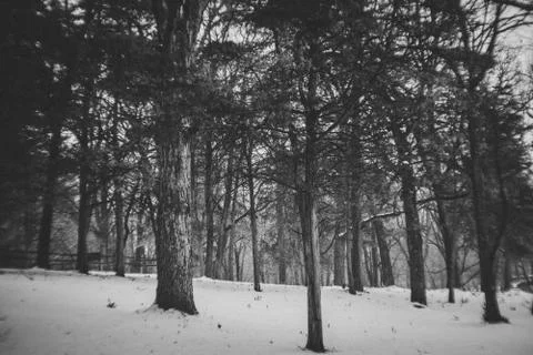 Winter in the woods Stock Photos