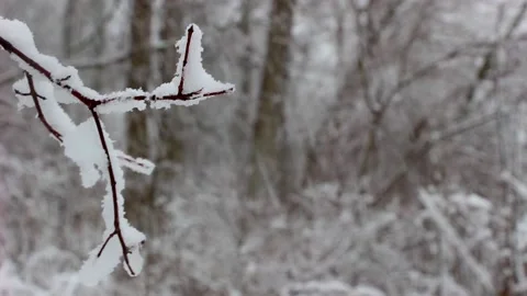 Winter Woods Snow on Branches Video stock 232875805