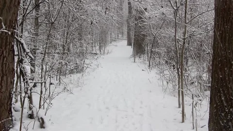 Winter Woods Snowy Path Video stock 232875917