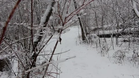 Winter Woods Snowy Path With Foreground Video stock 232875889