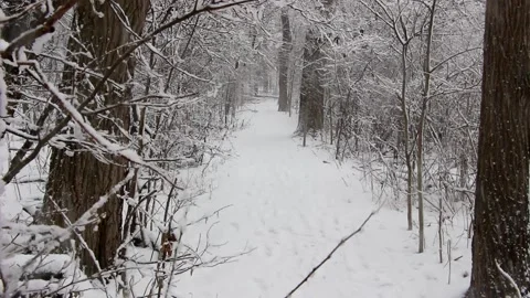 Winter Woods Trail Video stock 232875893