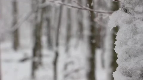Winter Woods Tree Focus Pull Video stock 232875920