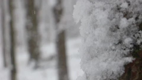 Winter Woods Tree Foreground Video stock 232875919