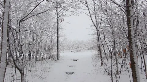 Winter Woods Walking Trail Video stock 232875975