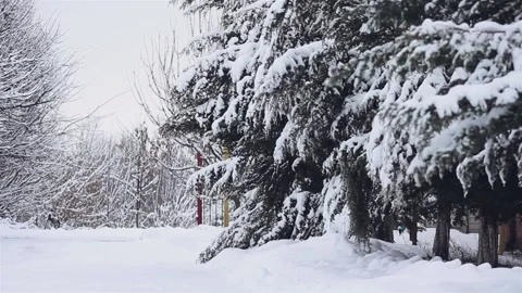 Winter yard and pine trees Stock Footage 121475710