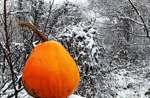 Winter01 Stock Photos