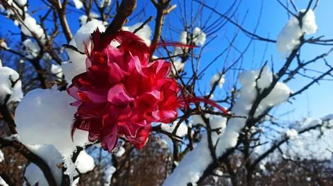 Winter03 Stock Photos