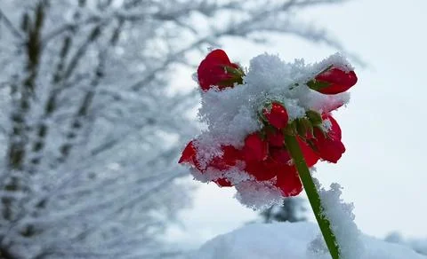 Winter07 Stock Photos