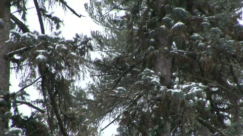 Winter08-Trees-Day-01 Stock Footage 96226