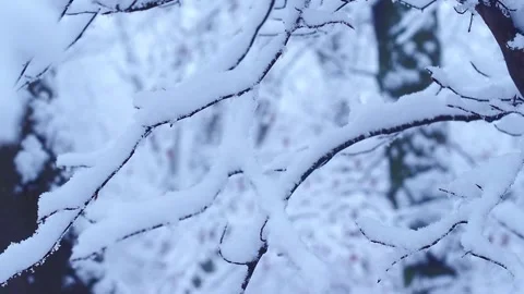 Winter1 Stock Footage 300286659