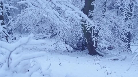 Winter2 Stock Footage 300286657