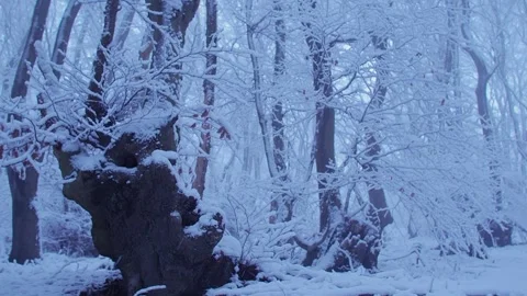 Winter7 Stock Footage 300286862