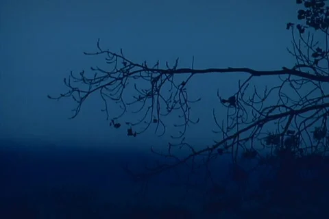 Winter_tree Stock Footage 65447