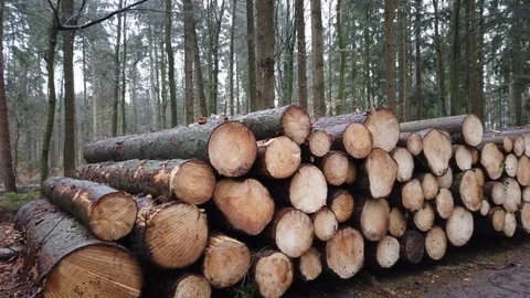 Winter_woodpile Stock Footage 125515418