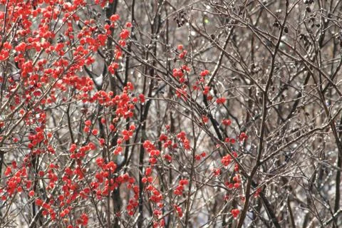 Winterberries 스톡 사진